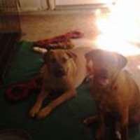 🐾 twardell.bsky.social 🐾 (@tonyawardell) 's Twitter Profile