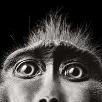 Bill Ipsilon (@bill_ipsilon) 's Twitter Profile