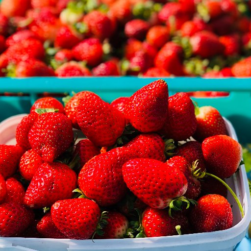 Strawberry farm that sells amazing strawberries, jams and real fruit icecreams 20 Neudorf road Upper Moutere