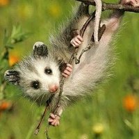 Marshall (@fivepoundpossum) 's Twitter Profile