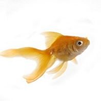 Goldfish. Real Goldfish. Actual Goldfish. bu
Slugs.
Slugs.
Shlawmp.
brace yourself for the funny honey