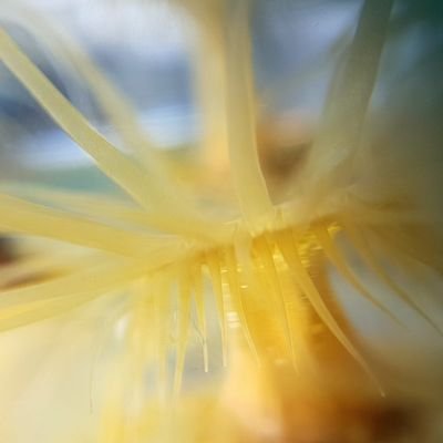 #Cnidarian-#dinoflagellate #symbiosis #research using #Aiptasia as a #modelsystem. Tweets don't represent the views of Victoria University of Wellington.
