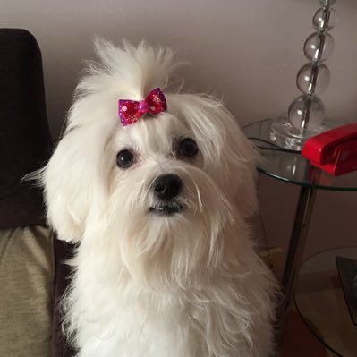 Cachy2000's profile picture. Con mi niño Cristiano hasta el fin y mas alla