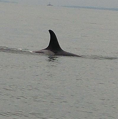 akastes's profile picture. Orca Advocate
Diehard 12  🏈 💙💚
Thalassophile 🌊
Mother of Cats 🐈 
Pagan 🌒🌕🌘
#BCLions 🏈 
#Canucks 🏒 
#Seahawks 🏈
#12North 
💙💚