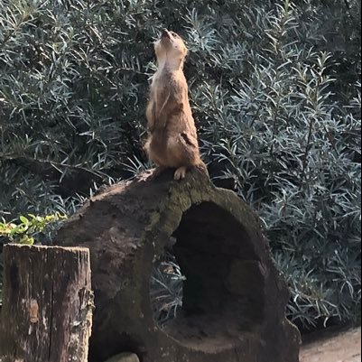 Geodreieck1's profile picture. 