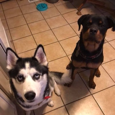Affiliated twitch streamer https://t.co/LP7uWrJIyC #ps5 and PC Gaming. Dog Lover.