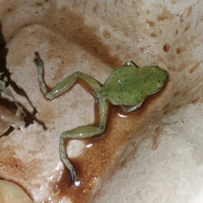 frog from nalu health bar frogxstunnah95 twitter
