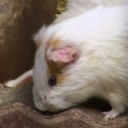 my_rat's profile picture. 浜松出身のエンジニア。野球観戦(ドラゴンズ)が好き。興味の赴くまま色々と手を出しては飽きて放ったらかしな日々。