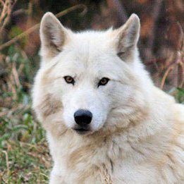 AnnaBeckham6's profile picture. Loving my job at the zoo!! say hi if you see me while I'm working. love dog walking and being outdoors. Adhd crazy!! im 22