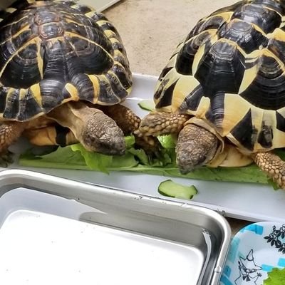 ヘルマンリクガメ4匹&ヒョウモンガメ1匹🐢
ニシアフ3匹&レオパ2匹🦎フトアゴ1匹
猫のももみさん&旦那さん、娘と暮らしています。