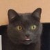 Liberals Are Liars (@glockingbird) Twitter profile photo Liberals Are Liars (@glockingbird) Twitter profile photo