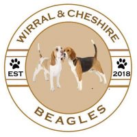 Wirral & Cheshire Beagles 🐞🐾(@BeaglesWirral) 's Twitter Profile Photo