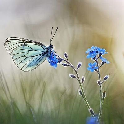 🦋“Every damn thing you do in life, you have to pay for.”🦋~Edith Piaf~
😘✌🌸🌿🦋🥰🌸🌿🥰🎄🎋🌸🌿🥰💋🌹🌿🎃🌸🌿♥😊👍✨