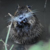 Victoria (@vix_blampied) 's Twitter Profile