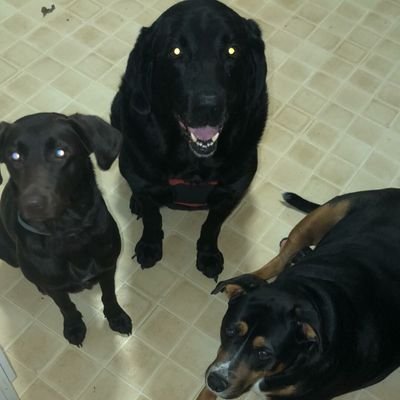 KookyKimmy76's profile picture. I love doing crafts, love my family and animals ❤️