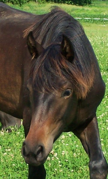 Mom of Alexander & Arianna.I ride horses,downhill ski,local food.On my farm, I raise sheep & chickens. I live at full throttle but I love every precious second!