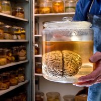 Cornell Psychology (@cornellpsychdpt) 's Twitter Profile