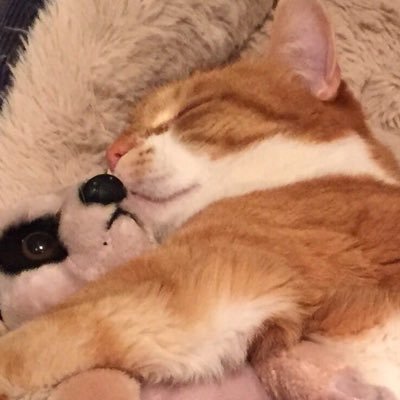 Mogski123's profile picture. 