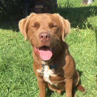 Adela Tørres (@adelli_sandwich) 's Twitter Profile