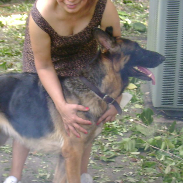 Hi! I'm a beautiful German Shepherd dog :)