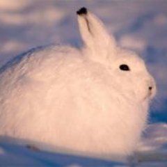 ScrolllocK0's profile picture. 