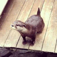 かよ 🦛 (@cy_n11) Twitter profile photo