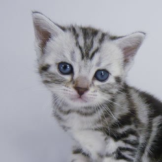 🌸猫に学ぶ事多し 🌸しなやかに軽やかに生きるコツ 🌸鳥の目と虫の目と猫の目で！ 🌸心も体も経済も健康なればこそ！🌸猫的エコノミー