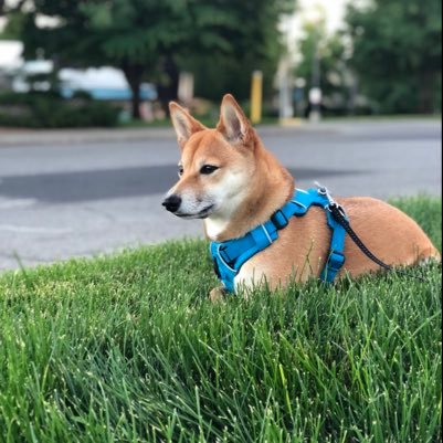 TheTalkingShiba's profile picture. UW alum - Law + Econ / GU alum - Juris Doctor