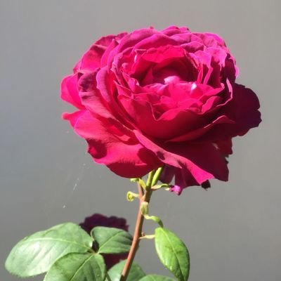 bint_izhar's profile picture. 