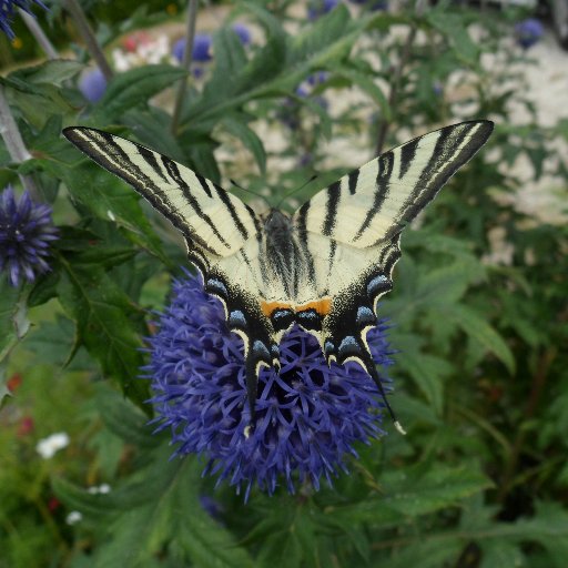 Blog #jardinage en pots : balcons, terrasses, bords de fenêtres... Tout le monde peut jardiner ! 🌱🌼
https://t.co/Yp6XYiZjmv