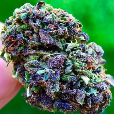 underground rapper...Self Employed, #StOner Nati0n...Fuck votin, fuck elections... fuck ur Queen or ur President...Fuck Da corrupt Paradigm... Jah Peace