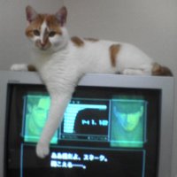 じゃま猫 こてつ (@ilovematatabi) Twitter profile photo