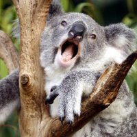 JUNNY? 🐨 (@deadjunny) 's Twitter Profile
