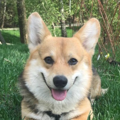 ilan_korgi's profile picture.