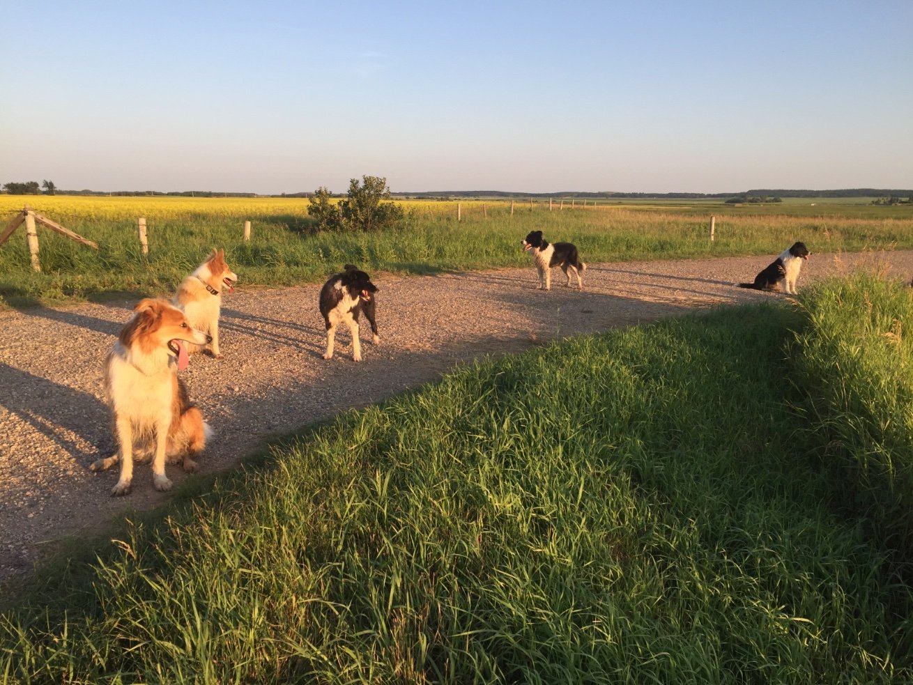 Beef Cattle/Grain Farmer/ Love Border Collies