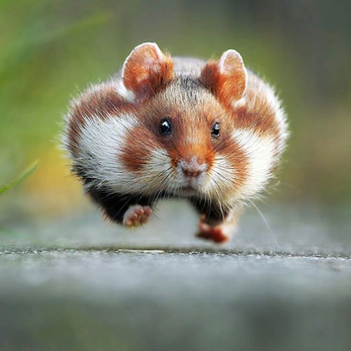 HavokZA's profile picture. Has delusions of adequacy.