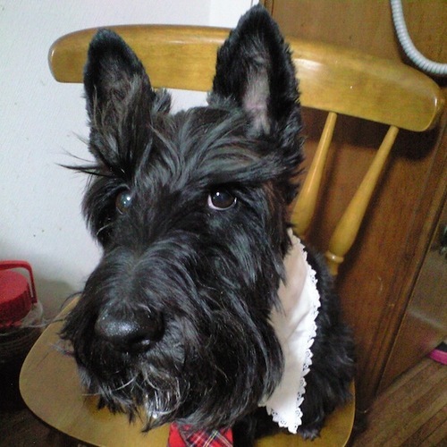 kazuyokojima's profile picture. 博士(情報理工学)、エンジニア