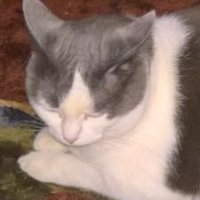 massimo π»π ππ³π (@massimo_tw) 's Twitter Profile