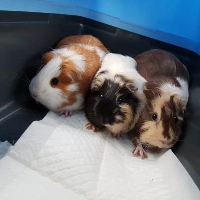 Dog person adopted by 3 adorable guinea pigs. Patriotic American, proud immigrant. 🇺🇸