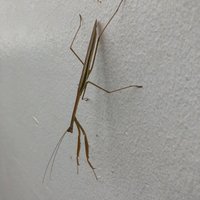 Rosencrans (@invisiblemap) 's Twitter Profile Photo