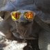 TortoiseTrading Profile picture