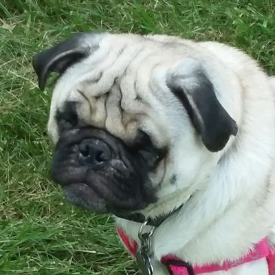 Daisykittykat15's profile picture. kids are grown, I'm going to enjoy myself...