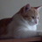 cecicaione's profile image