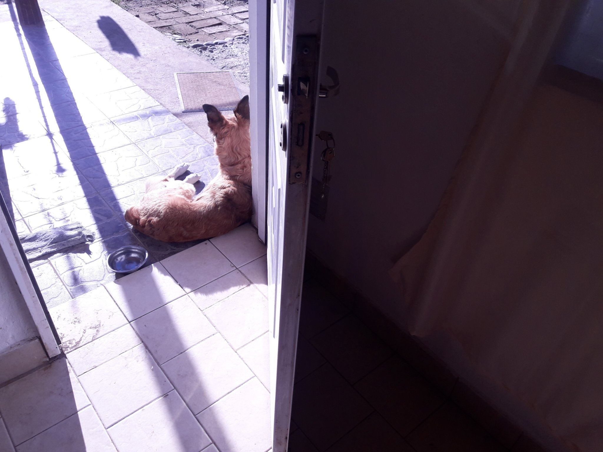 sidereotosca's profile picture. 