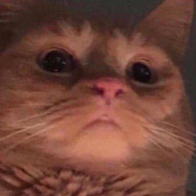 bolinas_qwerty's profile picture. 