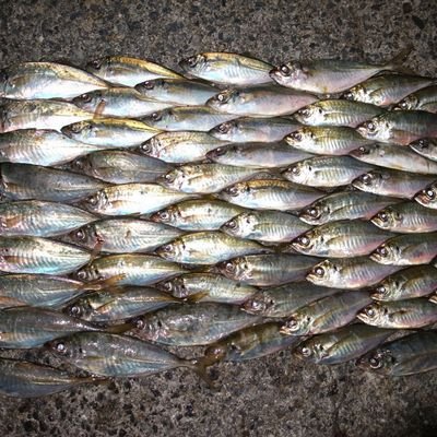 ｹﾝﾀｳﾛｽさんのプロフィール画像