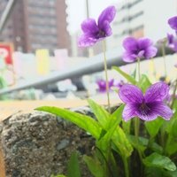 viola*癌治療経過観察中* (@rs53violet) Twitter profile photo