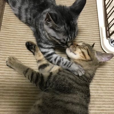 🚗 ぽんマニア😁