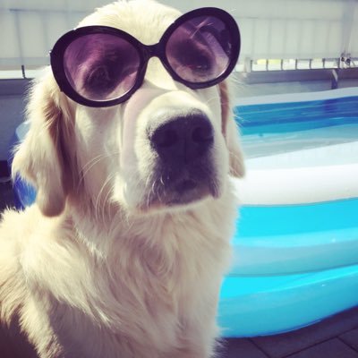 fuckyeahdoeg's profile picture. Ich döge jeden Tag! Hahaa!