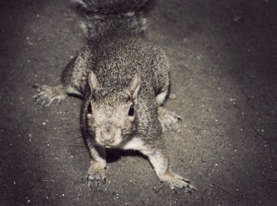 Kizphobo's profile picture. Think Tank CIO